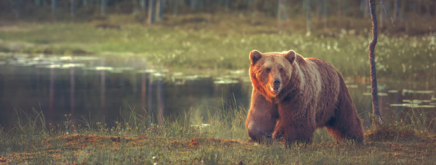 big male bear walking in the bog at sunset. sized to fit for cover image on popular social media sit
