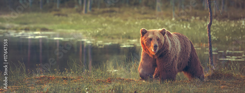 Cuadros en Lienzo Big male bear walking in the bog at sunset