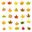 Collection of autumn maple leaves, isolated on white background.