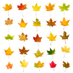 Wall Mural - Collection of autumn maple leaves, isolated on white background.