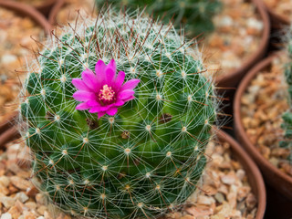 Beautiful blooming purple cactus flower