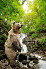 Wall Mural - big brown bear standing on a rock near a waterfall