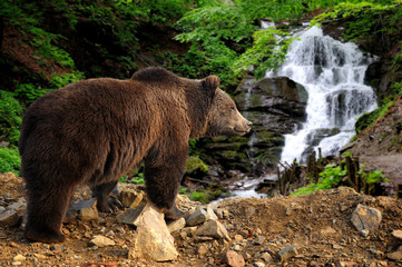 big brown bear standing on a rock near a waterfall