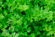 green parsley in the garden