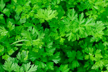 Wall Mural - green parsley in the garden