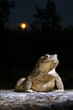 Common toad - bufo bufo - on moss covered stone in the full moon night in the forest closeup