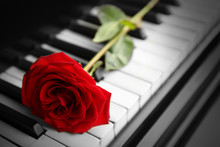 Red Rose On Piano Key