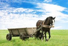 Horse With Cart On The Farm