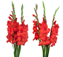 Bouquet With Red Gladiolus Isolated On White Background