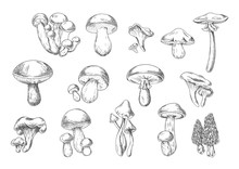 Edible And Poisonous Wild Mushrooms, Sketch Style