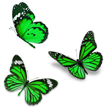 Three Green Butterfly