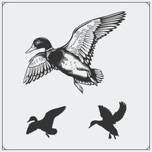 Set Of Flying Wild Ducks.