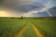 Colorful Rainbow After The Storm Passing Over A Field Of Grain