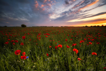 Wall Mural - amazing view of a spring poppy field at sunrise