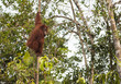 © jmcurto - Big red male orangutan eating bannana in Tanjung Puting national park