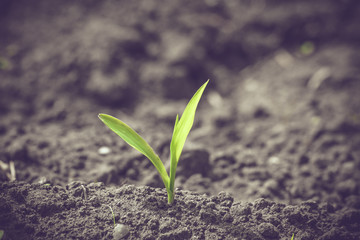 Green corn sprout in black soil