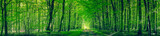 Fototapeta Fototapeta las, drzewa - Panorama scenery with a road in a forest