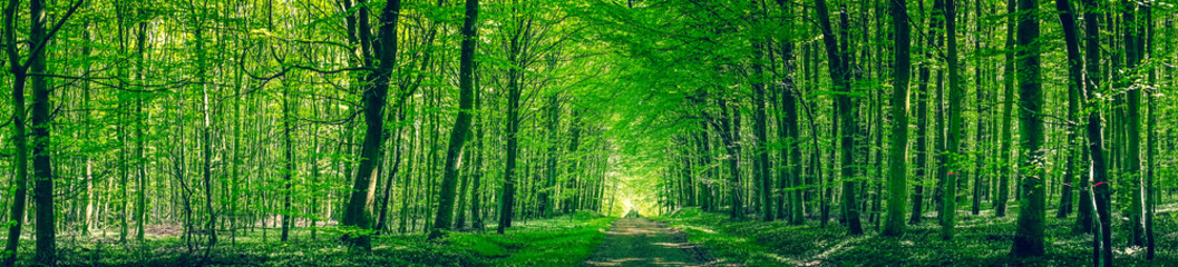 Wall Mural - panorama scenery with a road in a forest