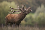cerf brame chasse gibier mammifère sauvage forêt bois cor cerv