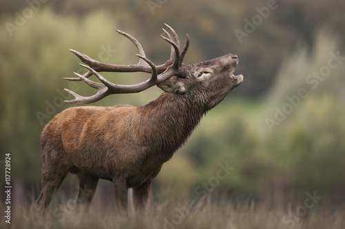 Dekoracja na wymiar  jelen-plyta-polowanie-dziczyzna-dzikie-ssaki-lesne-poroze-rog-cerv