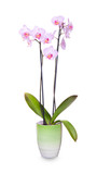 Fototapeta Storczyk - orchid flowers