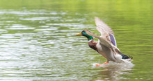 A Lone Mallard Duck With Wings Spread, Prepares To Land On The Ottawa River.  Meets With Other Ducks In Summer Mating Season.