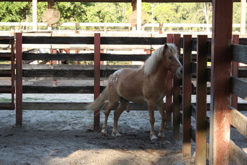 Wall Mural - a miniature pony