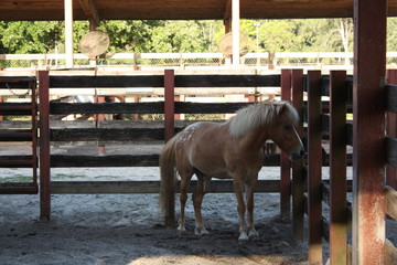 Wall Mural - a miniature pony