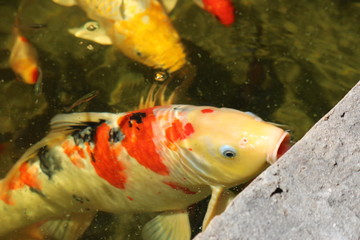 Wall Mural - a koi fish pond