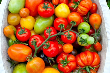 Poster - colorful tomatoes in basket