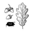 Vector oak leaf and acorn drawing set. Autumn elements.