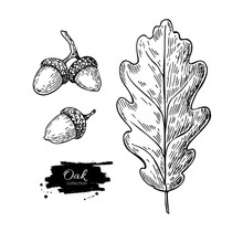 Vector Oak Leaf And Acorn Drawing Set. Autumn Elements.
