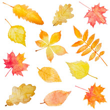 Set Of Autumn Leaves Isolated On White Background.