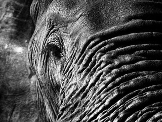 Wall Mural - Monochrome elephant closeup. Loxodonta africana