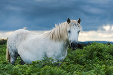White And Gray Wild Pony Horse
