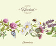 © purplebird - Vector herbal seamless border.