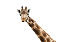 Giraffe Portrait Wild Zoo. Close Up Shot.