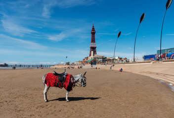 Donkey rides - Blackpool beach England