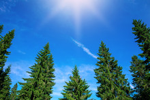 Top Of Green Pine Trees On Blue Sky Background