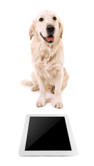 Poster - Adorable Labrador sitting with tablet, isolated on white