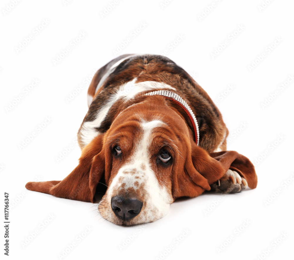 Basset hound dog on white background