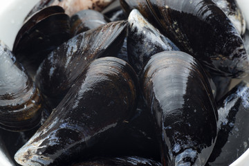 isolated raw mussel