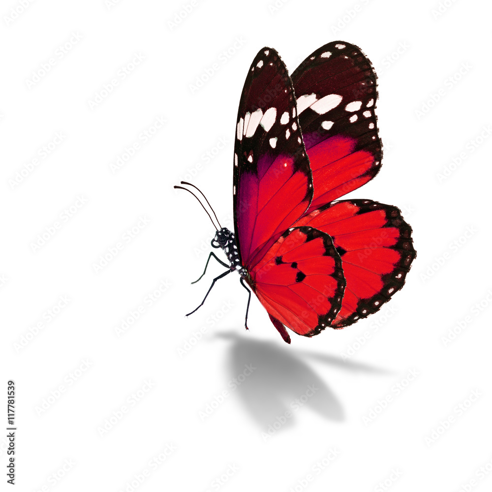 Beautiful monarch butterfly isolated on white background Stock Photo ...