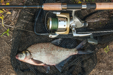 Common bream fish on the natural background. Catching freshwater