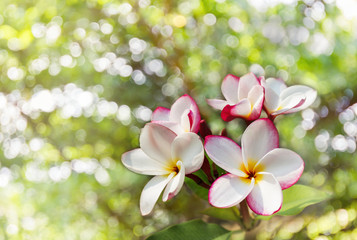 Wall Mural - Pink Flower plumeria or frangipani bunch on nature green bokeh 
