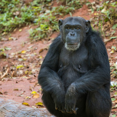  Chimpanzee animal relaxing