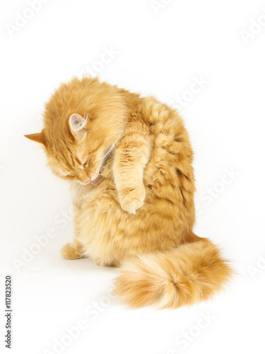Long Haired Ginger Cat Licking Its Fur Buy This Stock Photo And