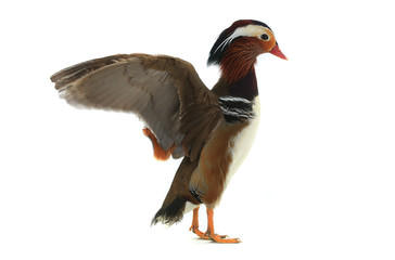 Wall Mural - male mandarin duck