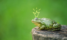 Cute Frog Princess Or Prince. Toad Painted Crown, Shooting Outdoor