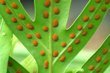 Wall Mural - fern spores